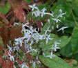Epimedium stellutatum 'Yukiko'