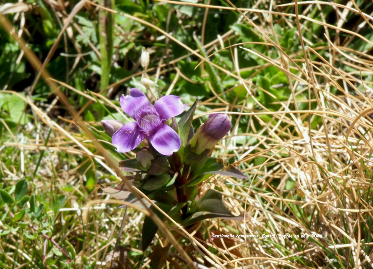 Gentianella campestris