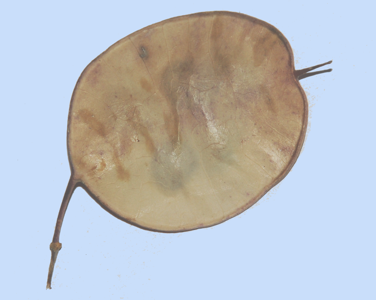 Lunaria annua