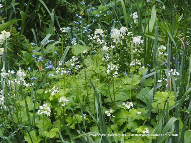 Pachyphragma macrophyllum