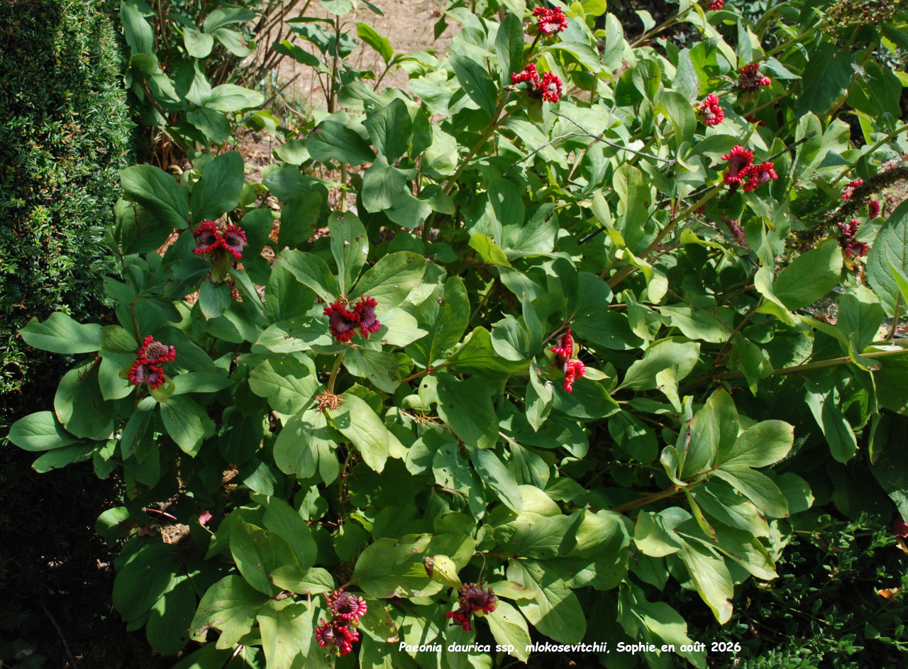Paeonia mlokosewitschii