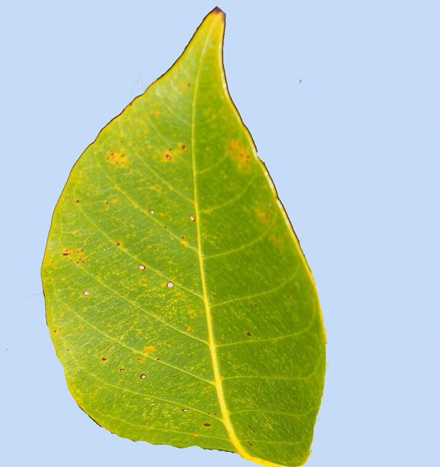 Quercus acuta