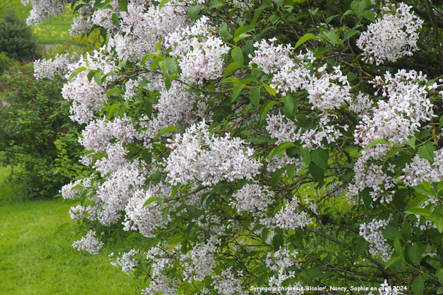Syringa x chinensis 'Bicolor'