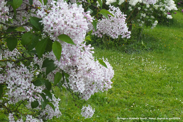 Syringa x chinensis 'Bicolor'