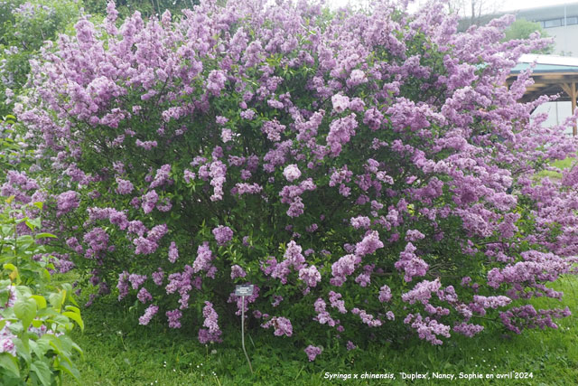 Syringa x chinensis 'Duplex'