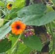Thunbergia alata