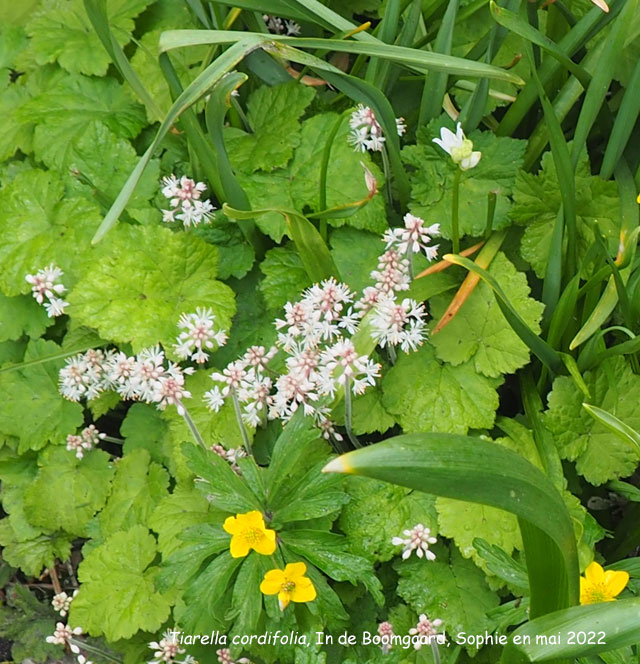 Tiarella cordifolia