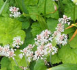 Tiarella cordifolia'