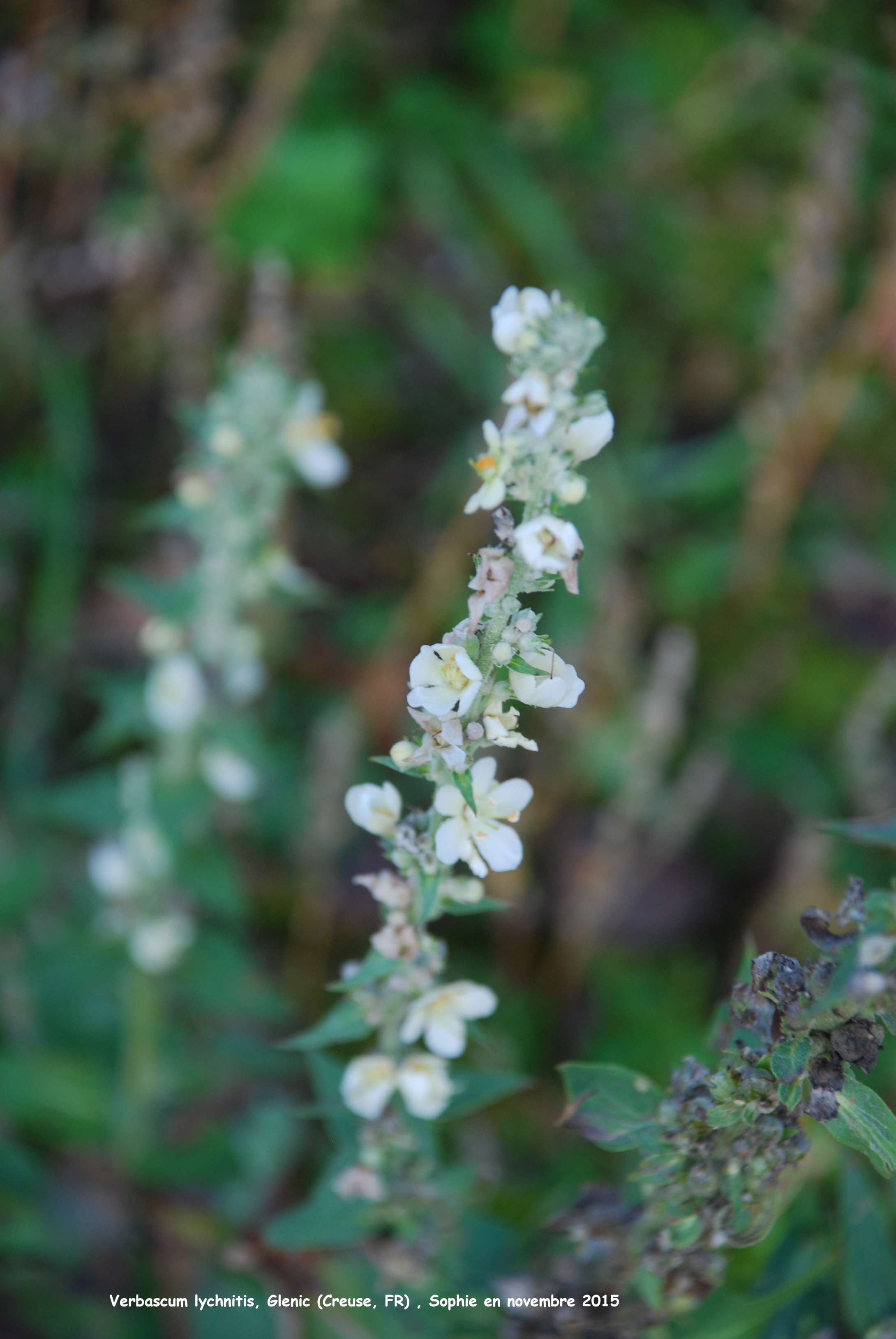 Verbascum lychnitis