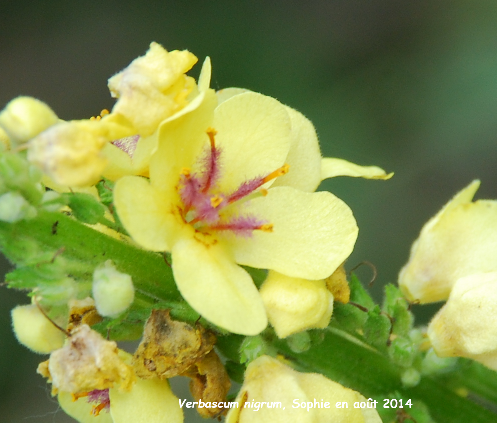 Verbascum nigrum