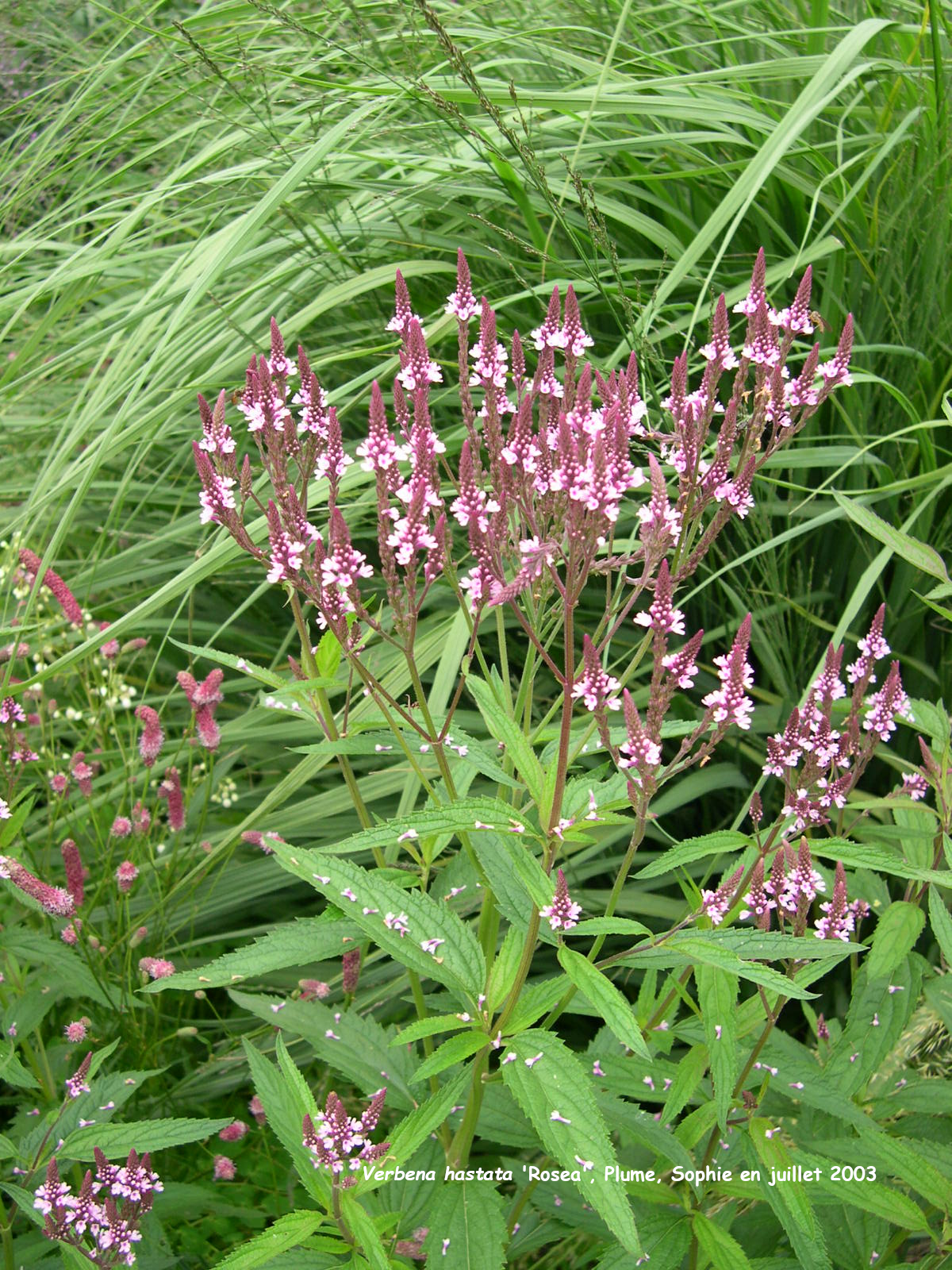 Verbena hastata 'Rosea'
