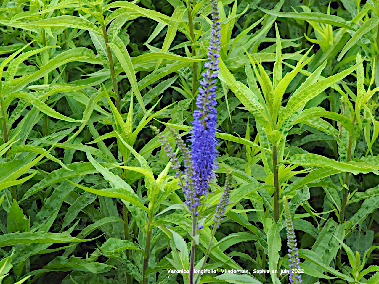 Veronica longifolia 'Dark Martje'