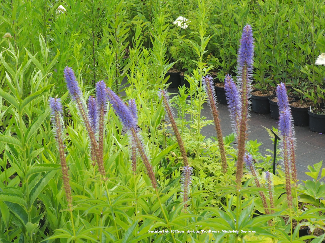 Veronicastrum sibiricum 'Kobaltkaars'