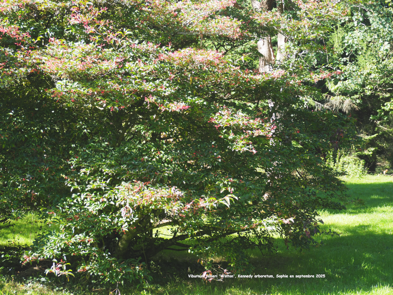 Viburnum x hillieri 'Winton'