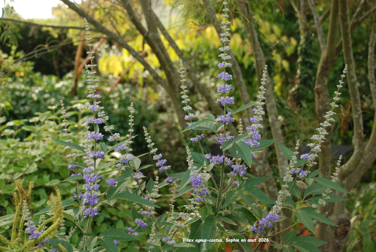 Vitex agnus-castus