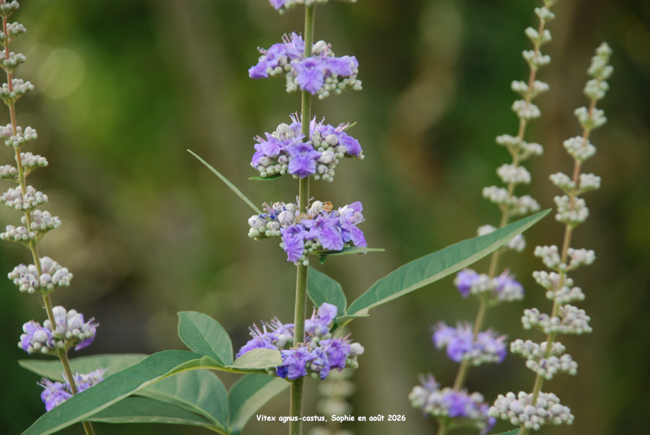 Vitex agnus-castus