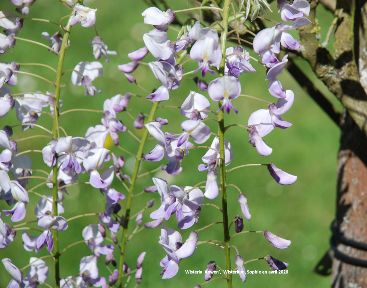 Wisteria 'Anwen'
