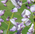 Wisteria 'Anwen'