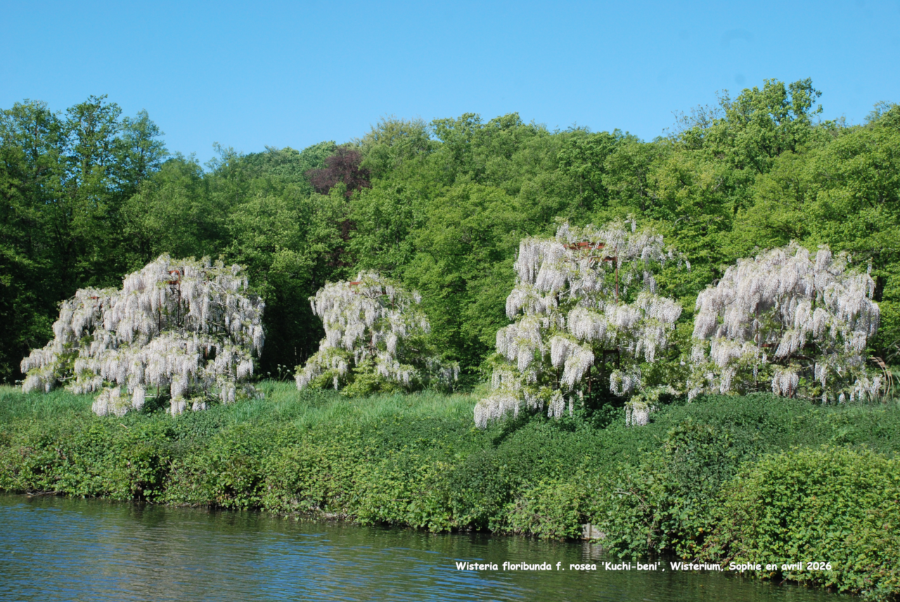 Wisteria floribunda 'Hon-beni'
