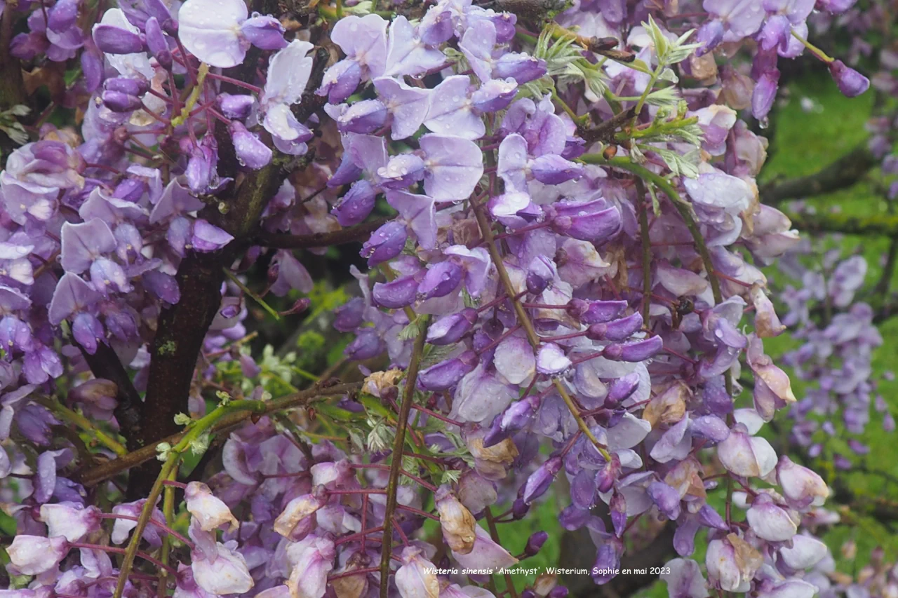 Wisteria sinensis 'Amethyst'