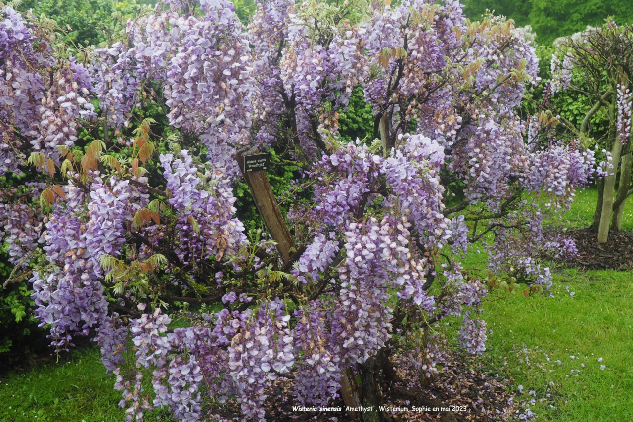 Wisteria sinensis 'Amethyst'