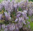 Wisteria sinensis 'Amethyst'