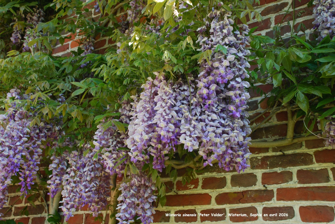 Wisteria sinensis 'Peter Valder'