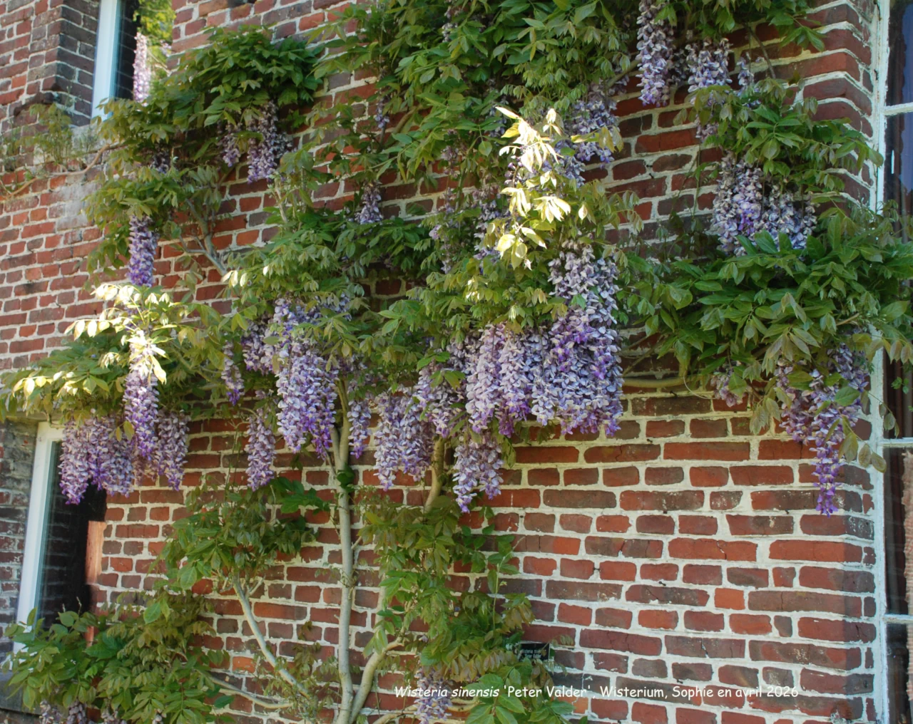 Wisteria sinensis 'Peter Valder'