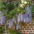 Wisteria sinensis 'Peter Valder'