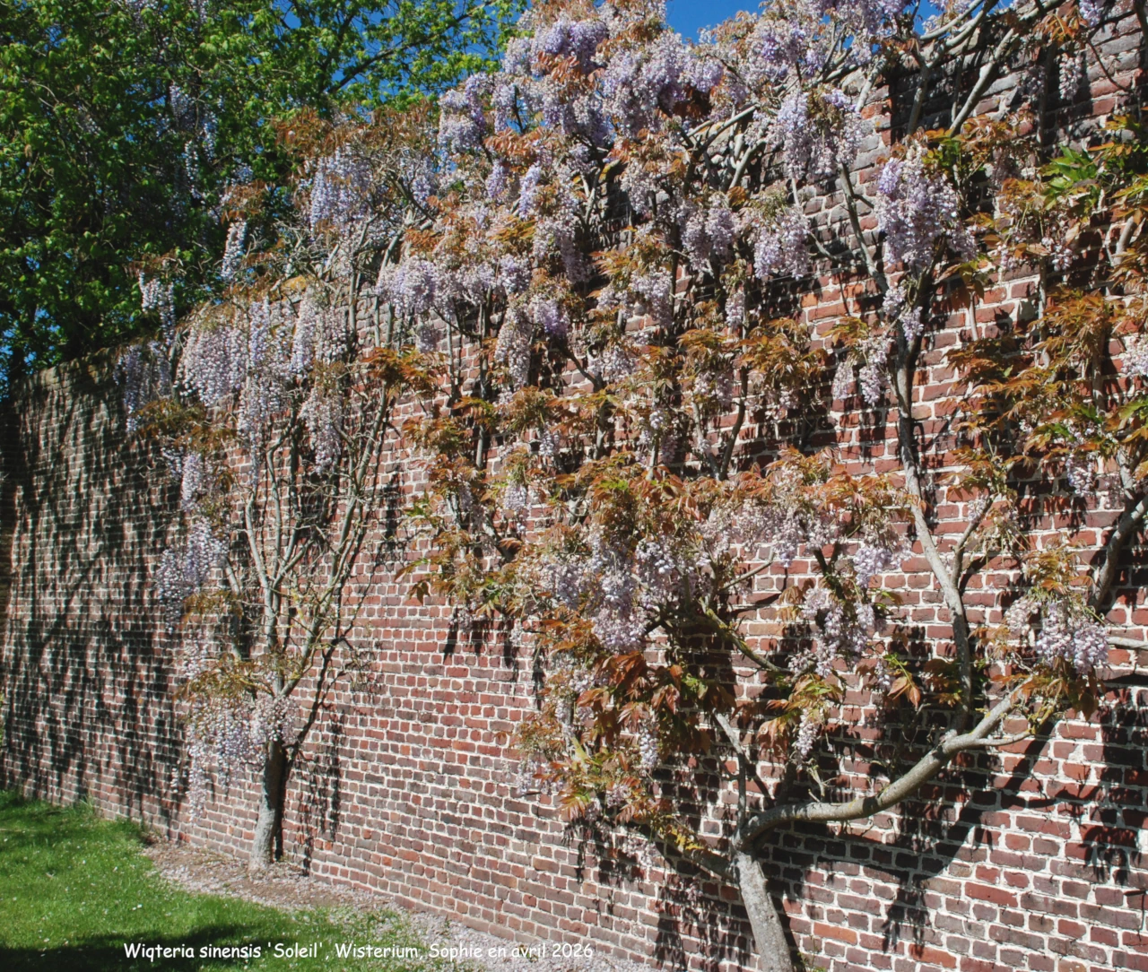 Wisteria sinensis 'Soleil'