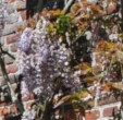 Wisteria sinensis 'Soleil'