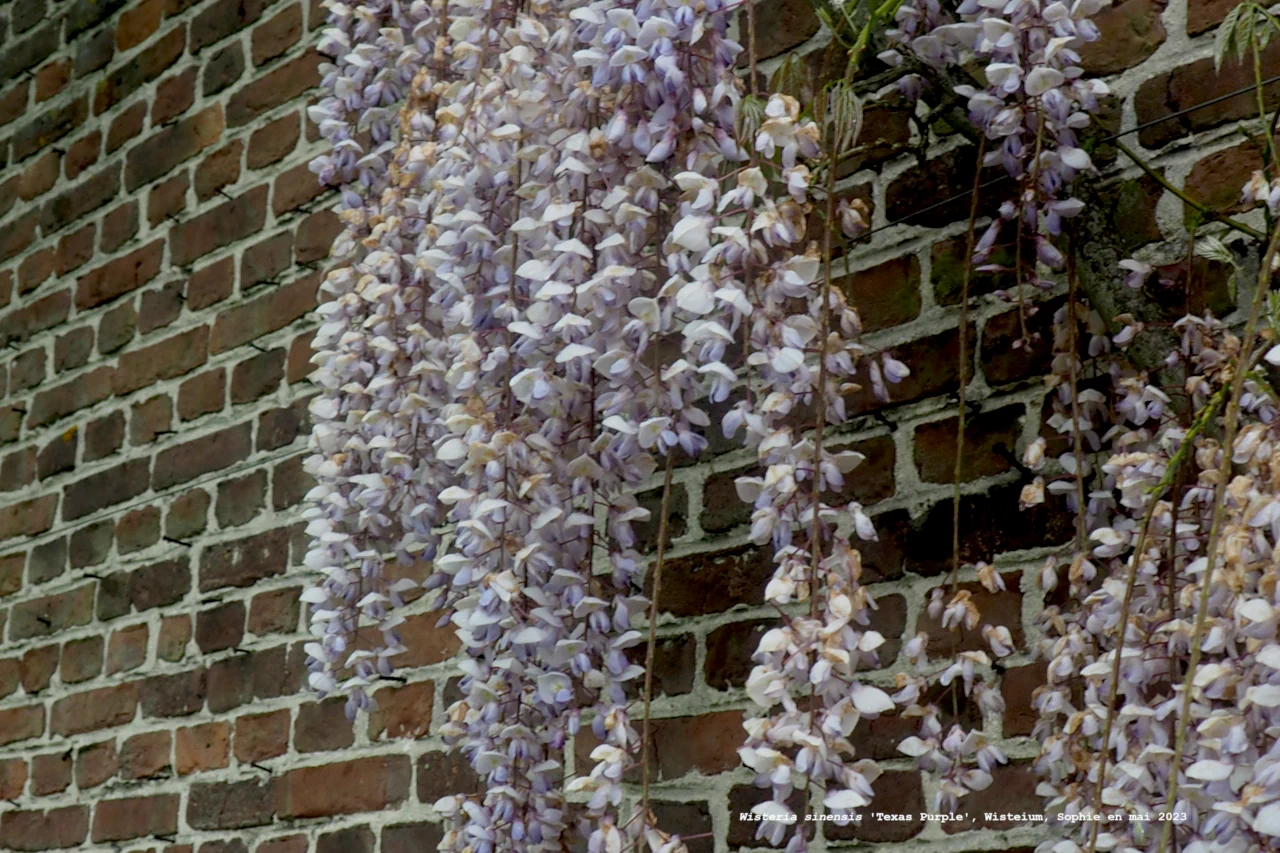 Wisteria sinensis 'Texas Purple '