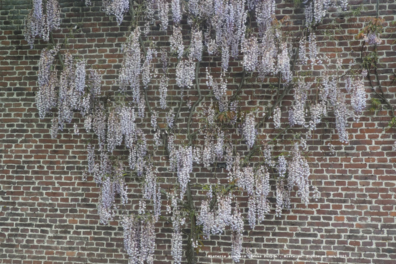 Wisteria sinensis 'Texas Purple'