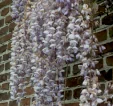 Wisteria sinensis 'Texas Purple'