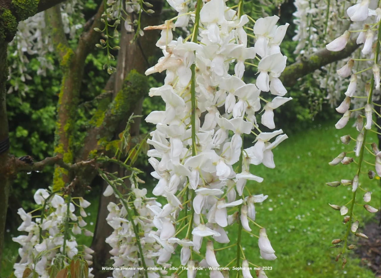 Wisteria sinensis var. sinensis 'The Bride'