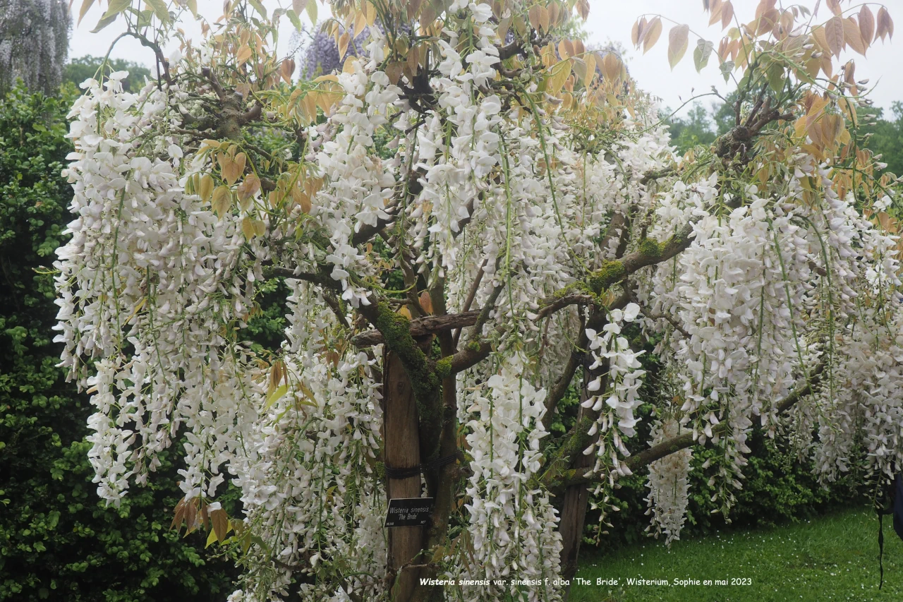Wisteria sinensis var. sinensis 'The Bride'