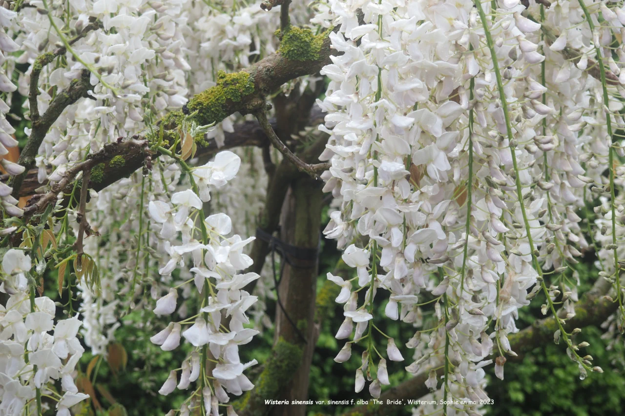 Wisteria sinensis var. sinensis 'The Bride'