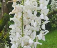 Wisteria sinensis var. sinensis 'The Bride'