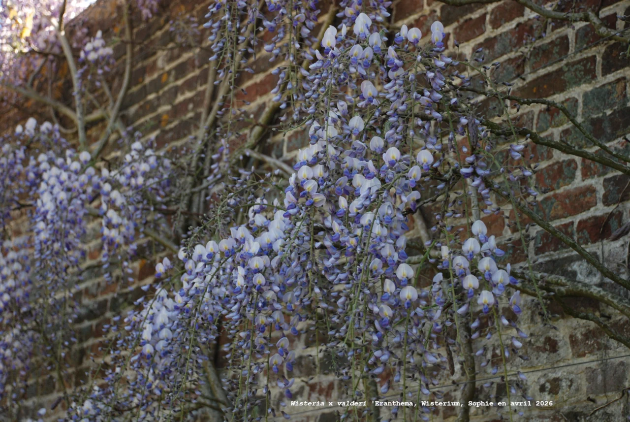 Wisterium x valderi 'Eranthema'
