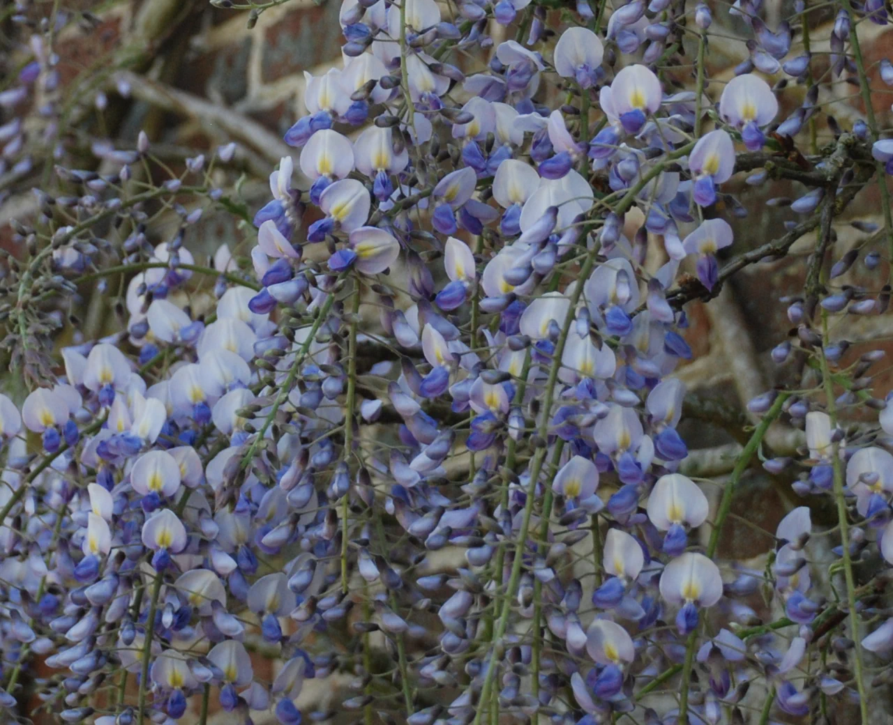 Wisteria x valderi 'Eranthema'