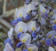 Wisteria x valderi 'Eranthema' 