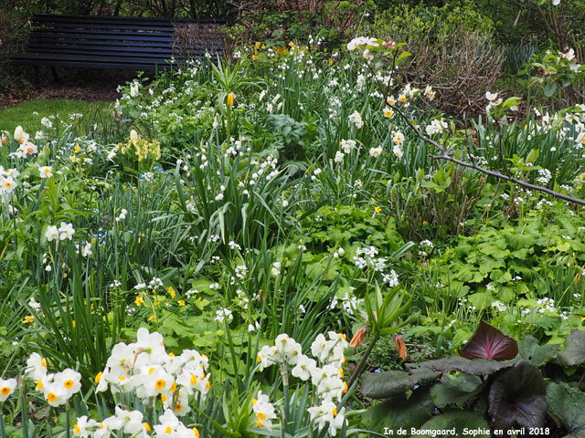 fleurs blanches à Boomgaard