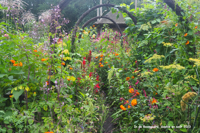 floraisons estivales à Boomgaard