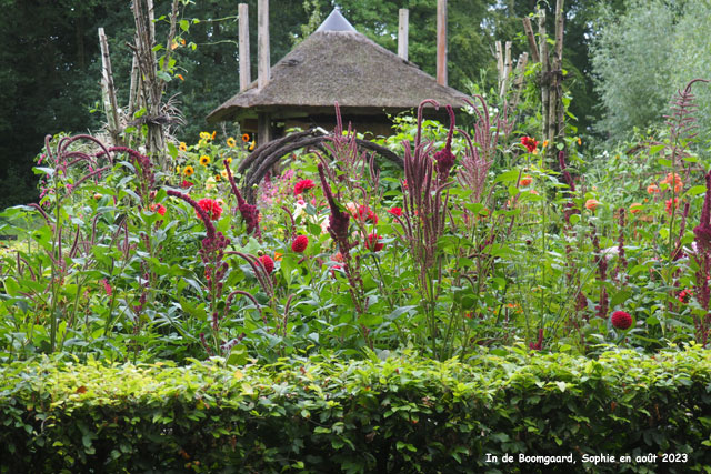 fleurs d'été à Boomgaard