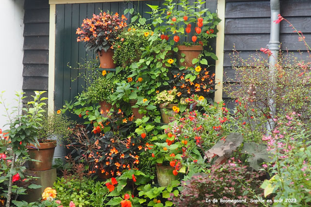 potées à Boomgaard