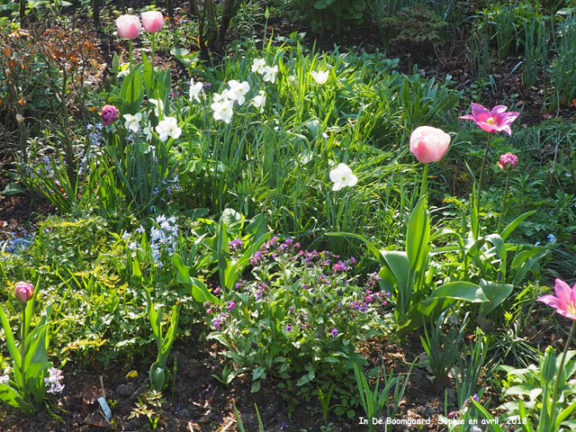 Boomgaard: détail du jardin pourpre