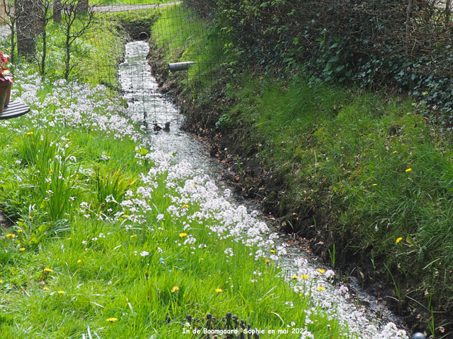 Boomgaard: le ruisseau