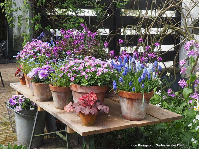 Boomgaard: terrasse nord