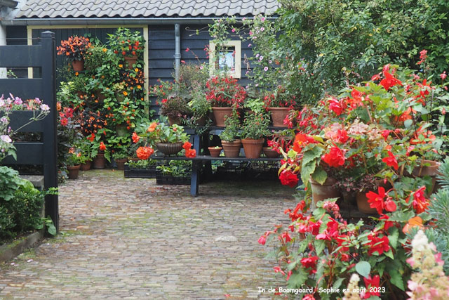 Potées mauves à Boomgaard