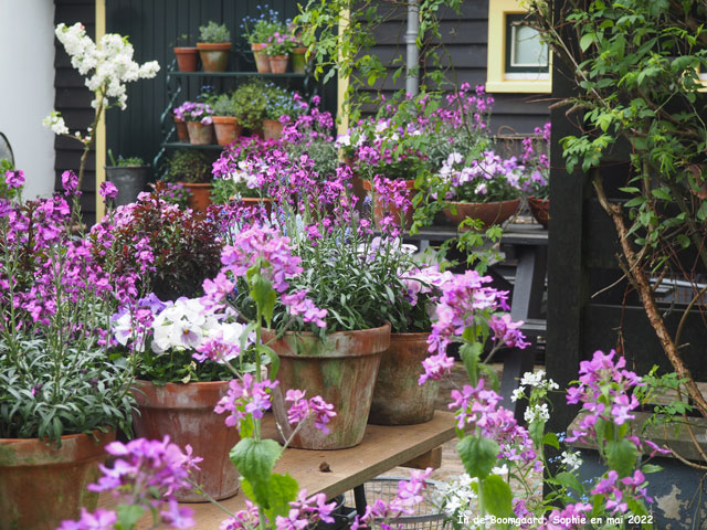 Boomgaard: terrasse nord